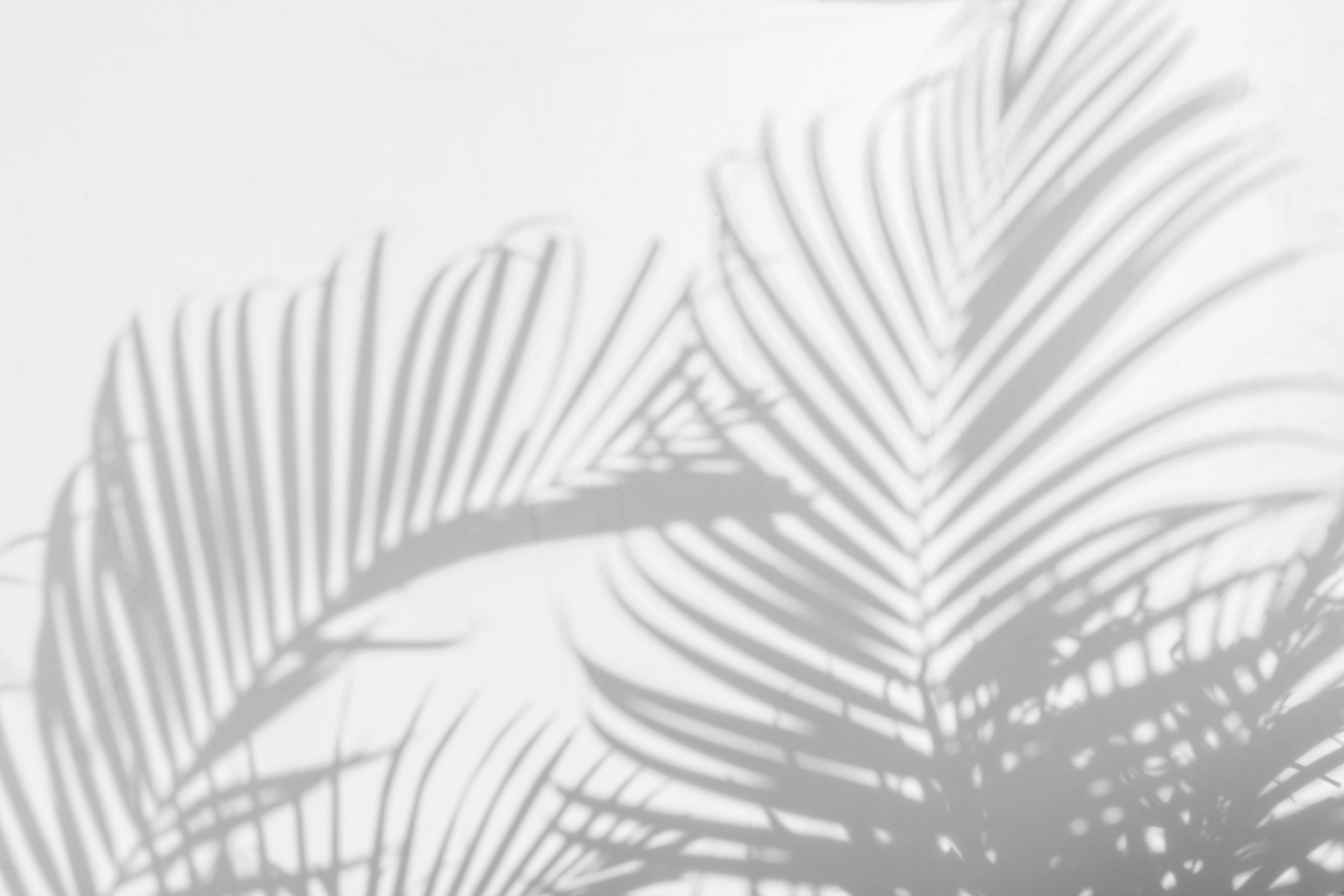 shadow palm leaves